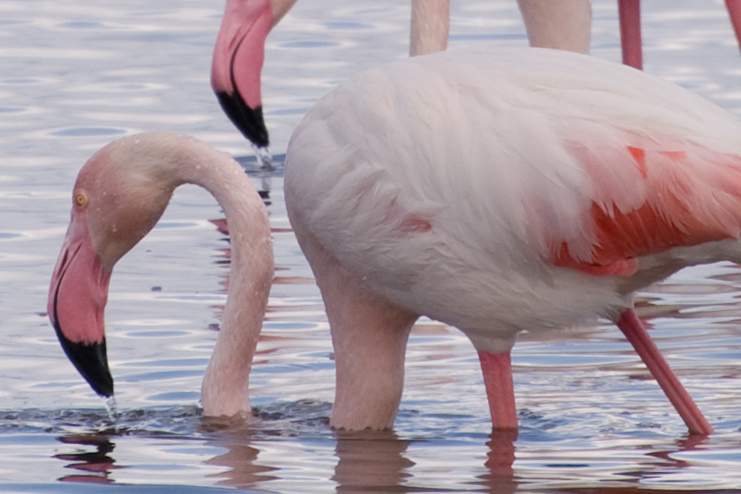 _DSC2923crop.jpg