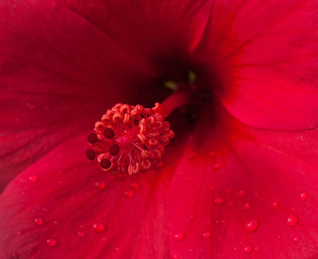 _DSC6258c-web.jpg
