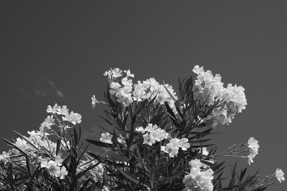 _DSF5527.jpg