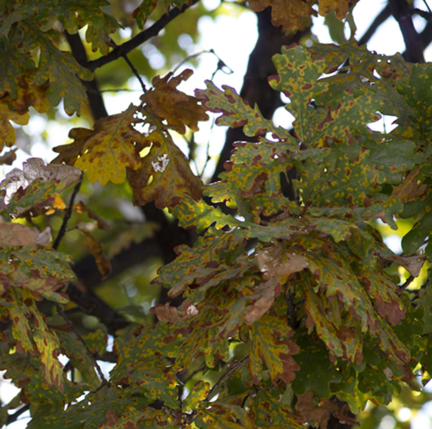 _IGP0331-crop2.jpg