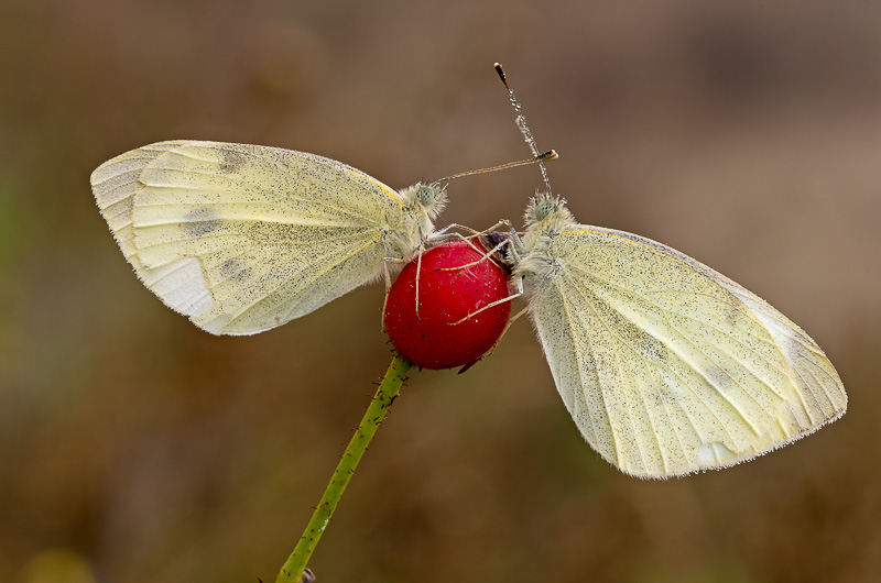 _IGP0784-Modifica.jpg