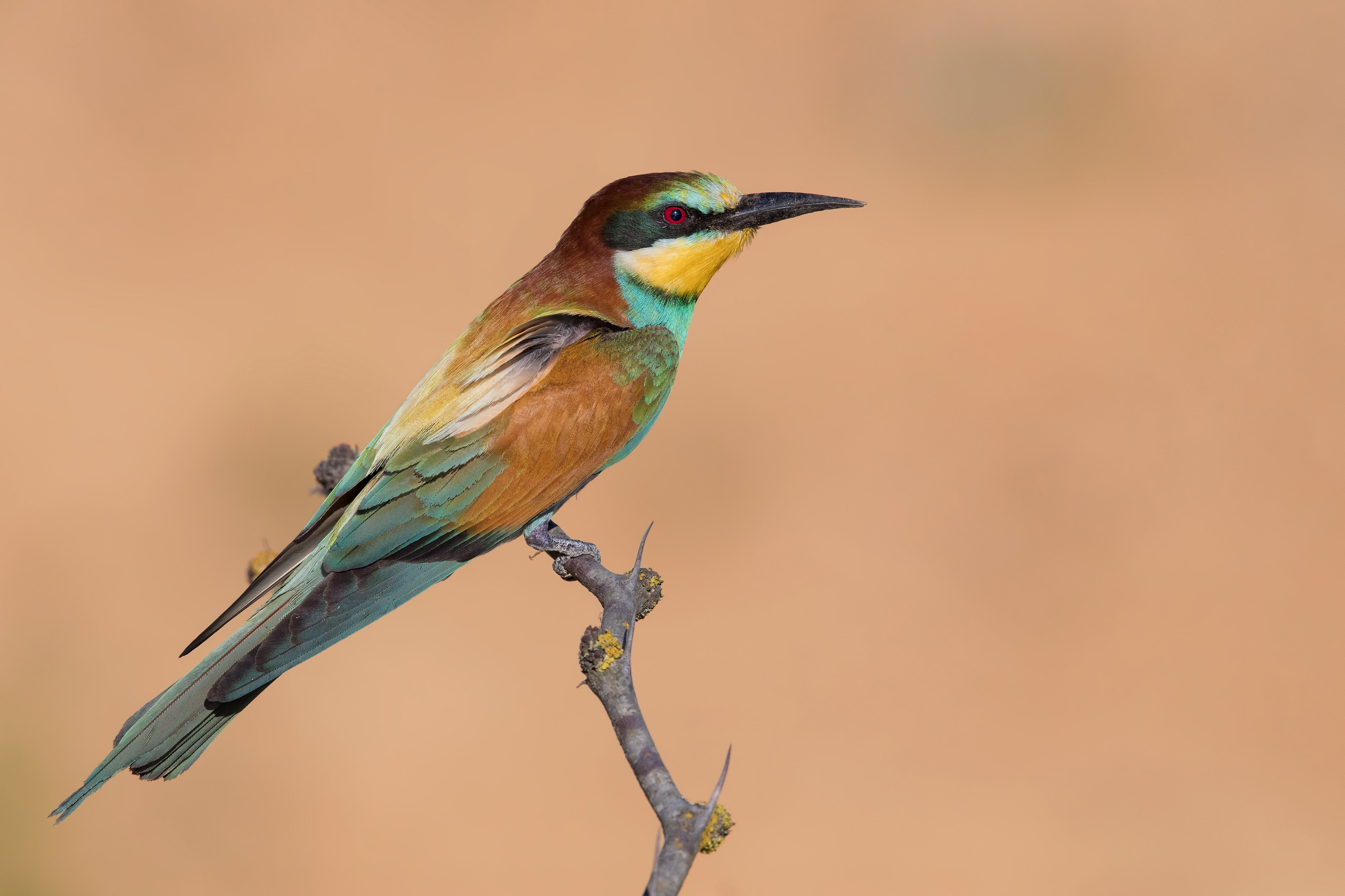 _MAG3927_4000px.jpg
