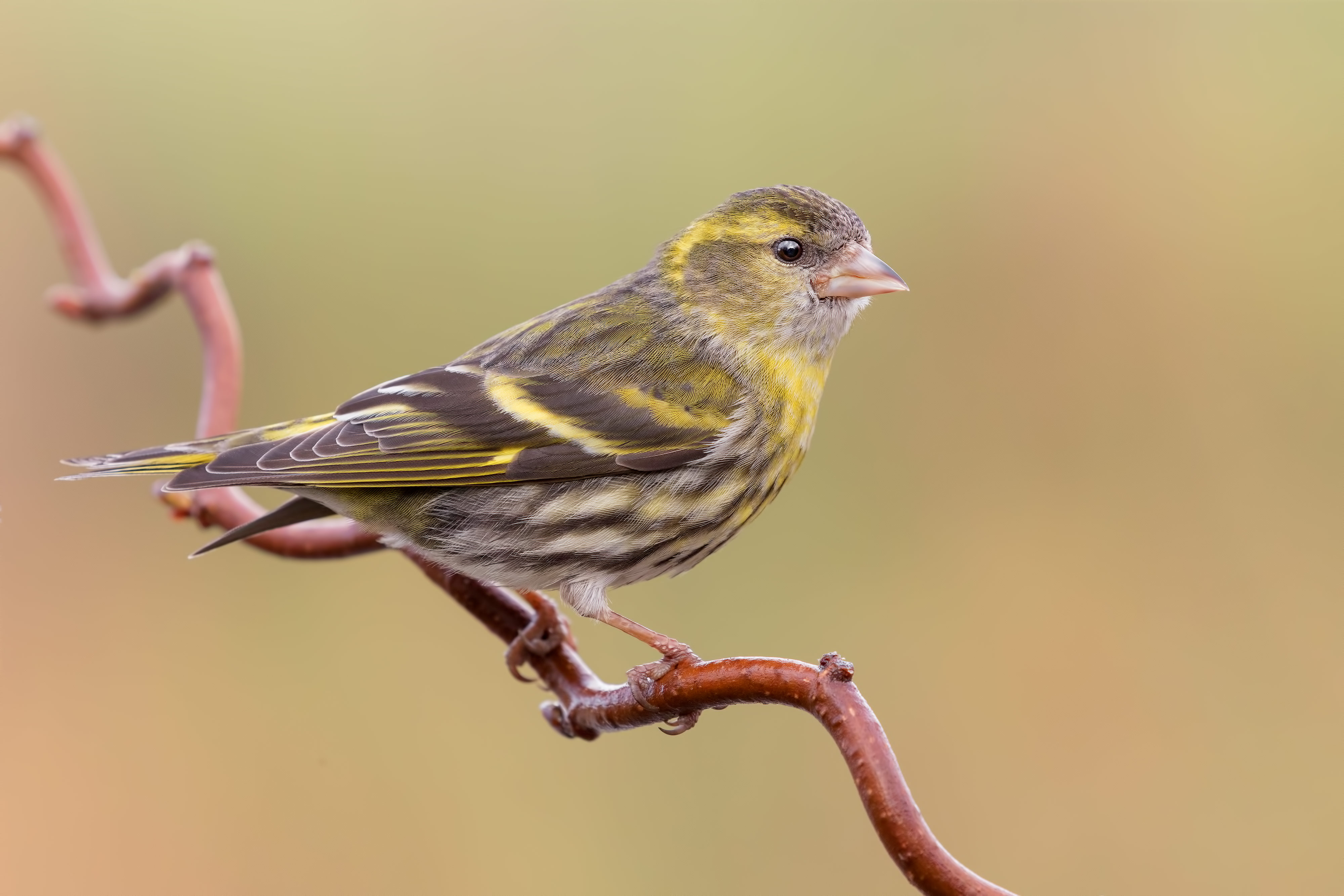 _MAG4097-3_4000px.jpg