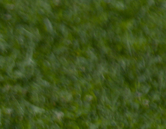 _MG_1913-crop.jpg