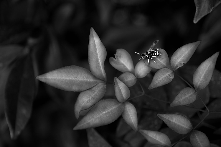 _MG_4111.jpg