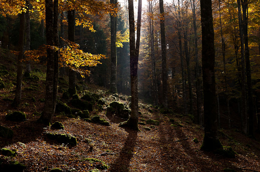 _MG_8586-primo-autunno.jpg