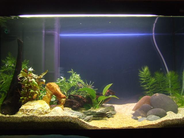 acquario con piante.JPG