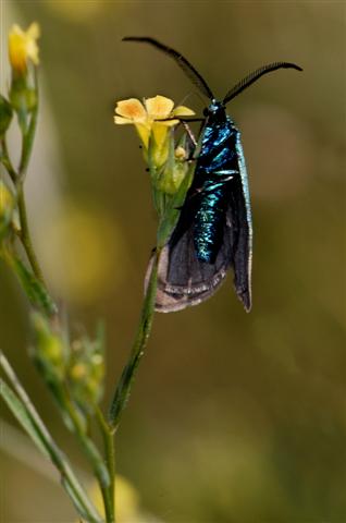 Adscita graeca (Small).jpg