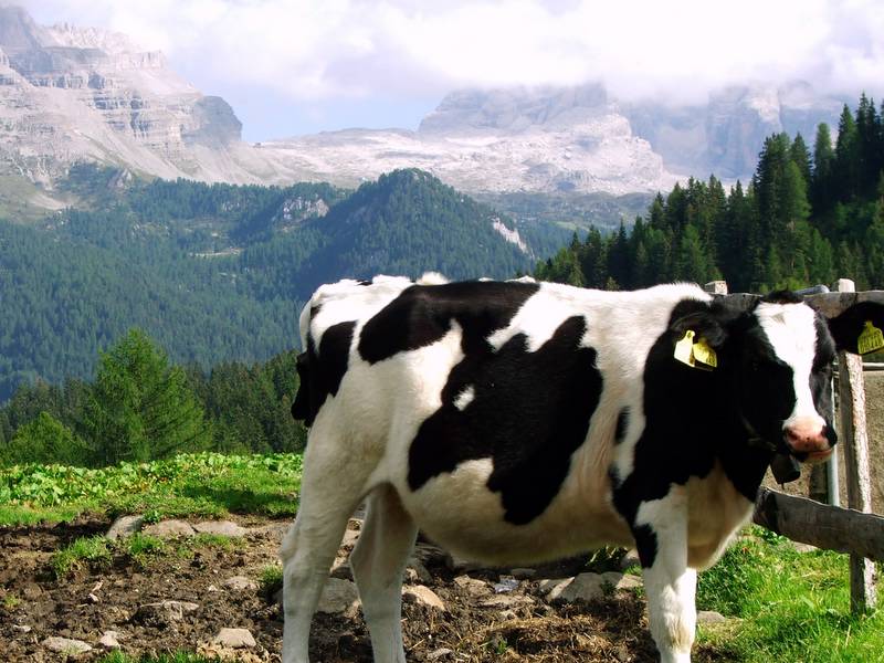 Agosto 2005 Trentino0175-3.JPG