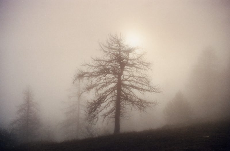 alba-alla-melosa-2.jpg