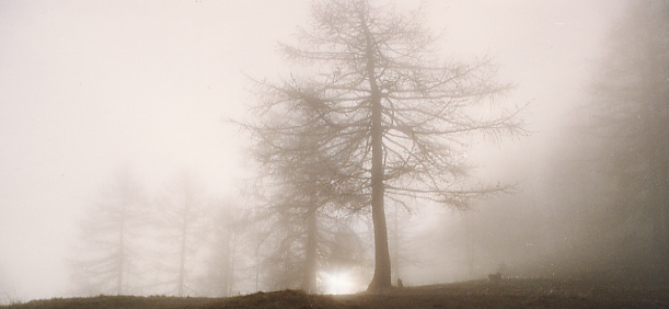 alba-alla-melosa.jpg