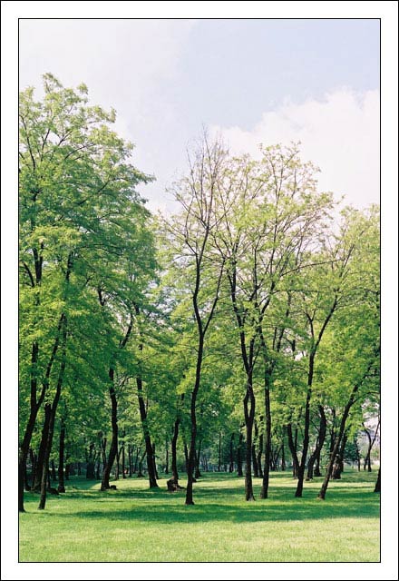 Alberi.jpg
