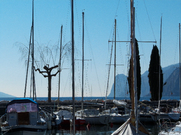Alberi original(1).jpg