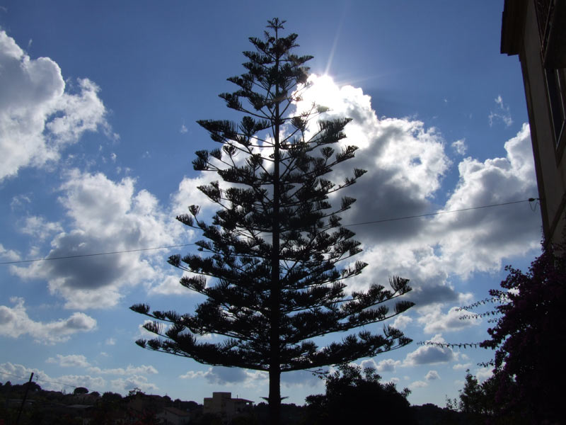 Albero-in-controluce.jpg