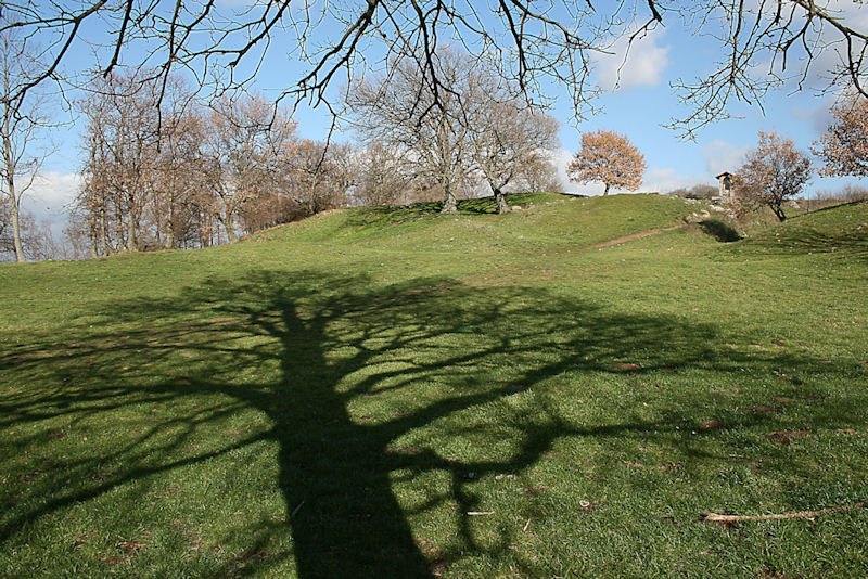 albero1.jpg
