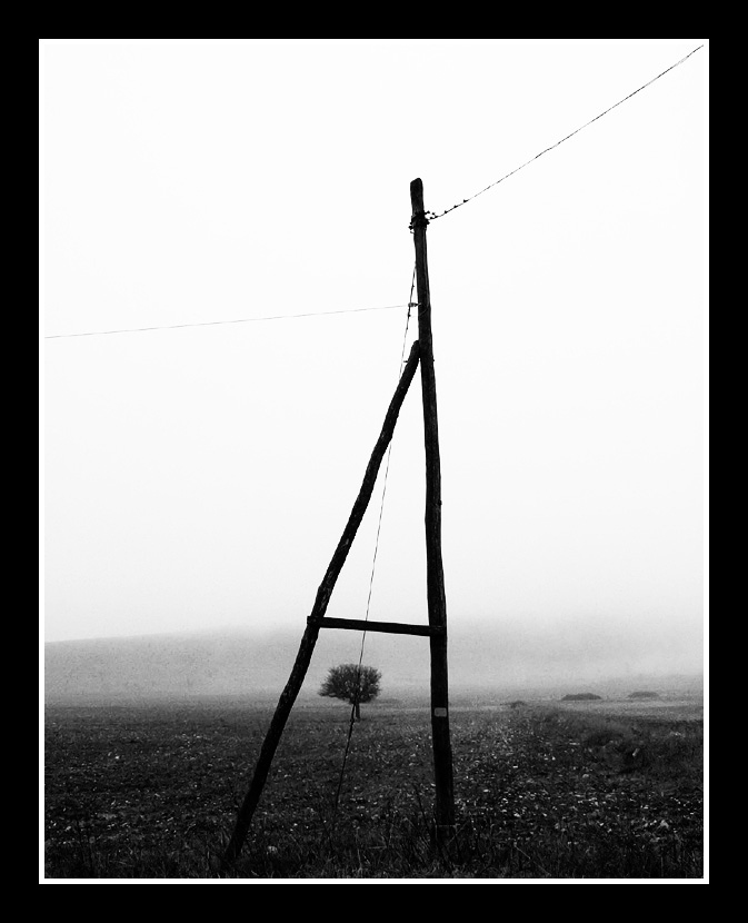 ALBERO1.jpg