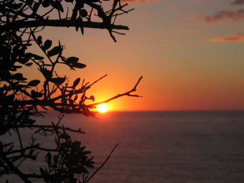 albero al tramonto.jpg