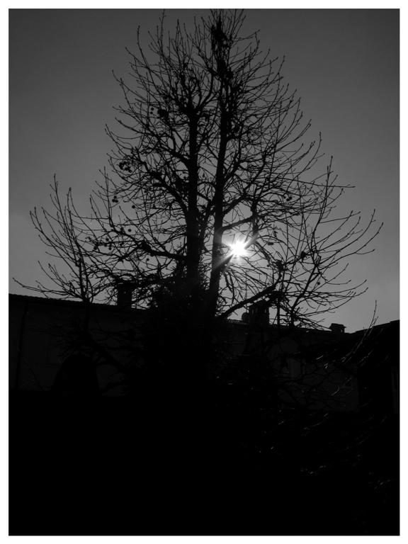 Albero controluce (Large).jpg