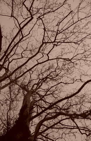 albero copia_resize.jpg