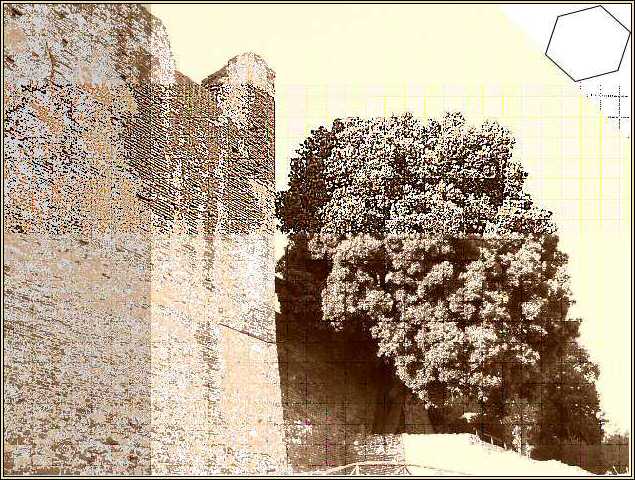 Albero e muro (30)(mod).jpg