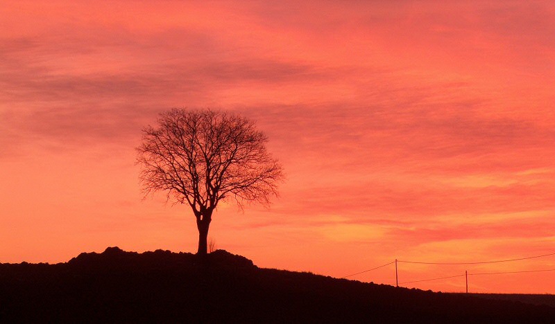 albero_tramonto.jpg