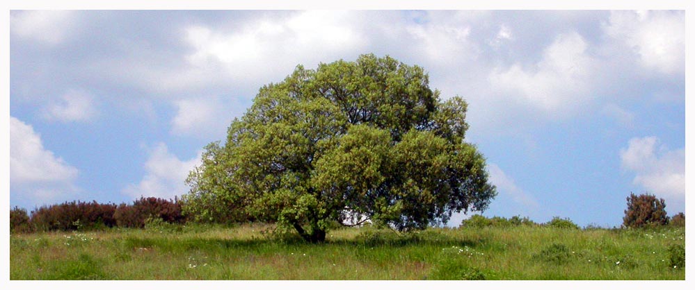 albero_web.jpg