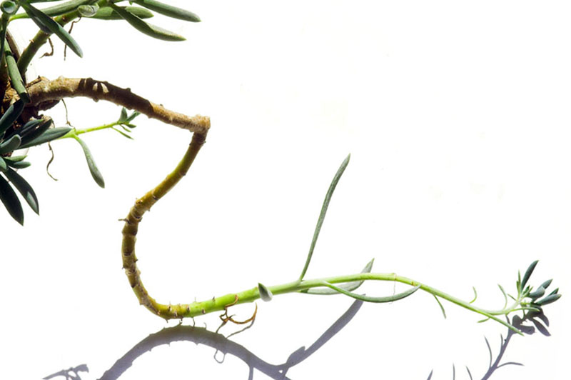 alberoserpente copia.jpg