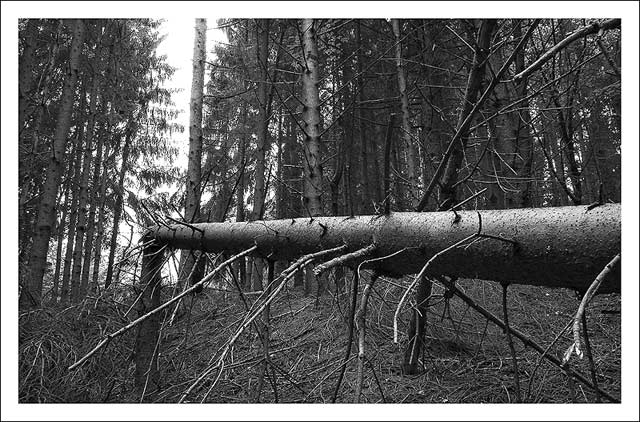 alberospezzato03-B.jpg