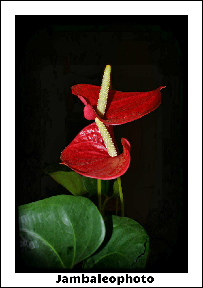 album_pic.php.png