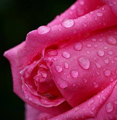 Allegato-rosa-3.jpg