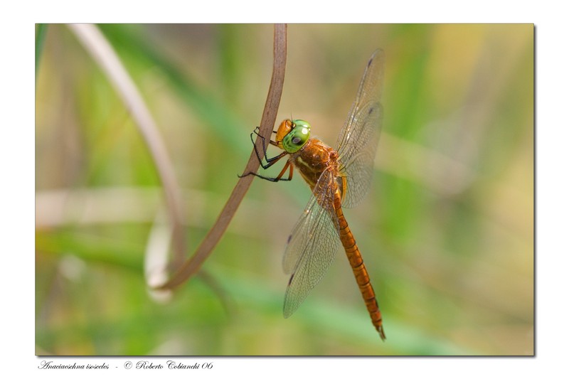Anaciaeschna isosceles _2006-06-10-13.jpg