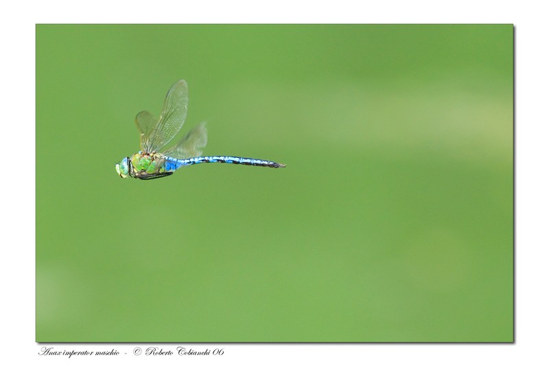 Anax imperator maschio_2006-06-10-4.JPG