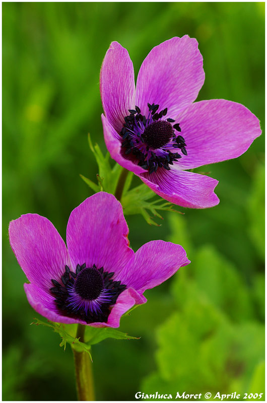 Anemone-Coronaria-Viola-1.jpg
