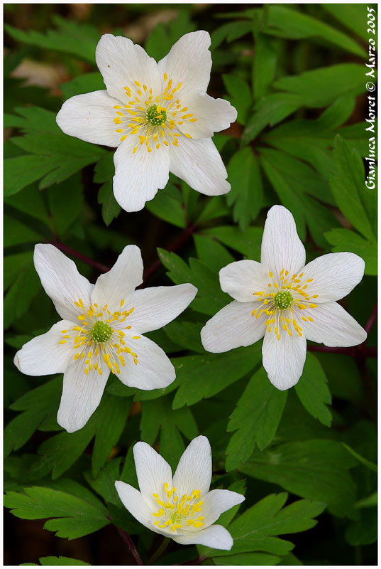 Anemone-nemorosa.jpg