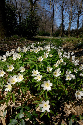 anemone.jpg