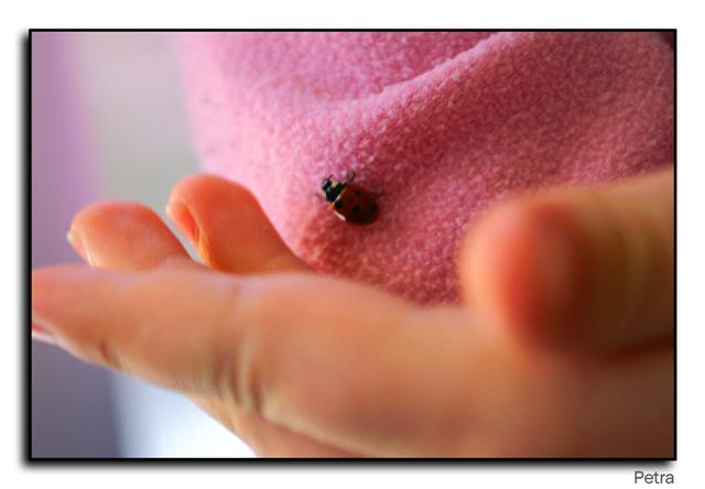 animali(coccinella07) (Small).jpg
