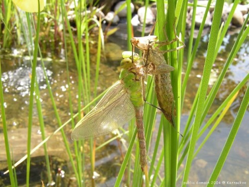 Anisoptera.jpg