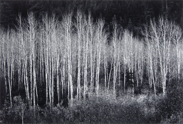 AnselAdamstrees.jpg