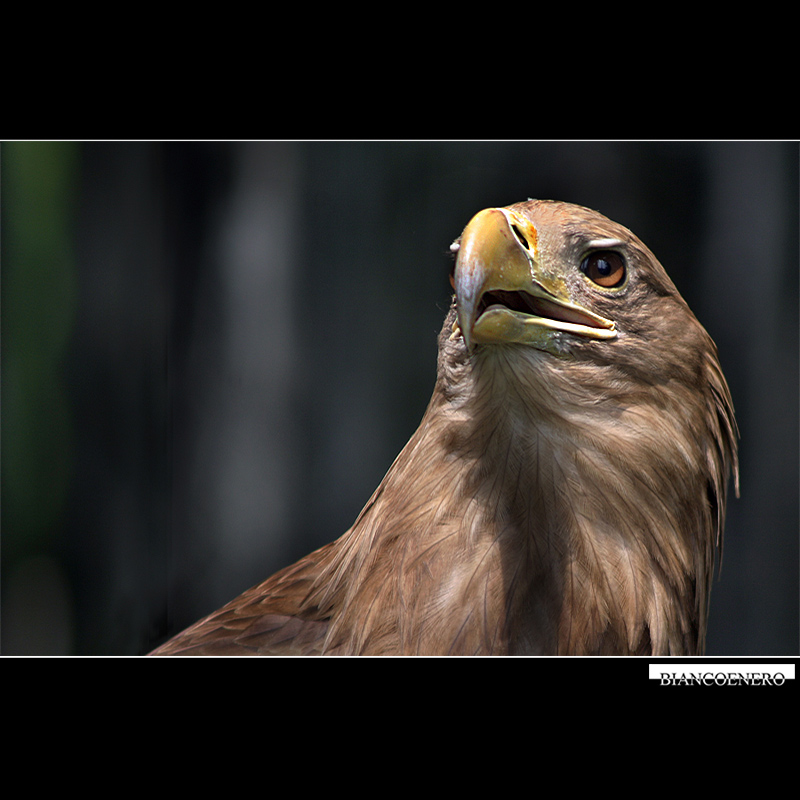 AQUILA-REALE.jpg