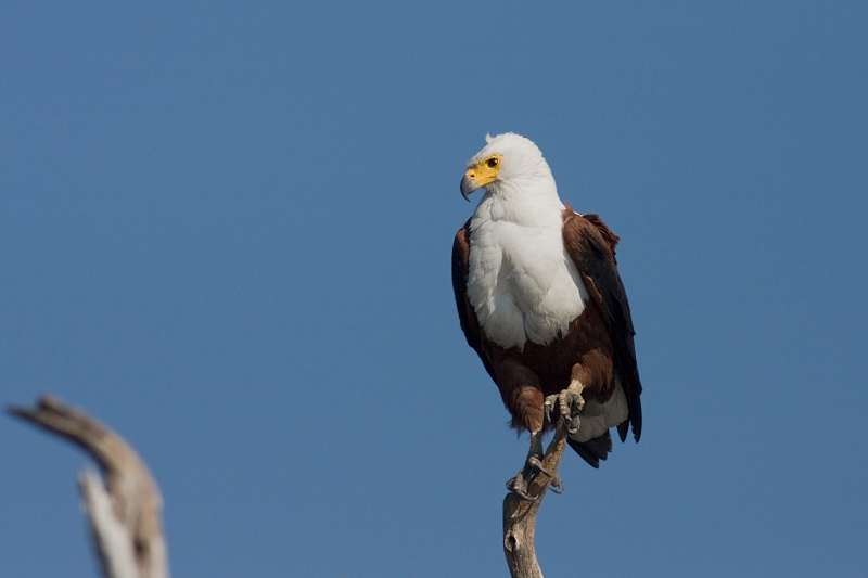 aquila pescatrice_MG_0062.jpg