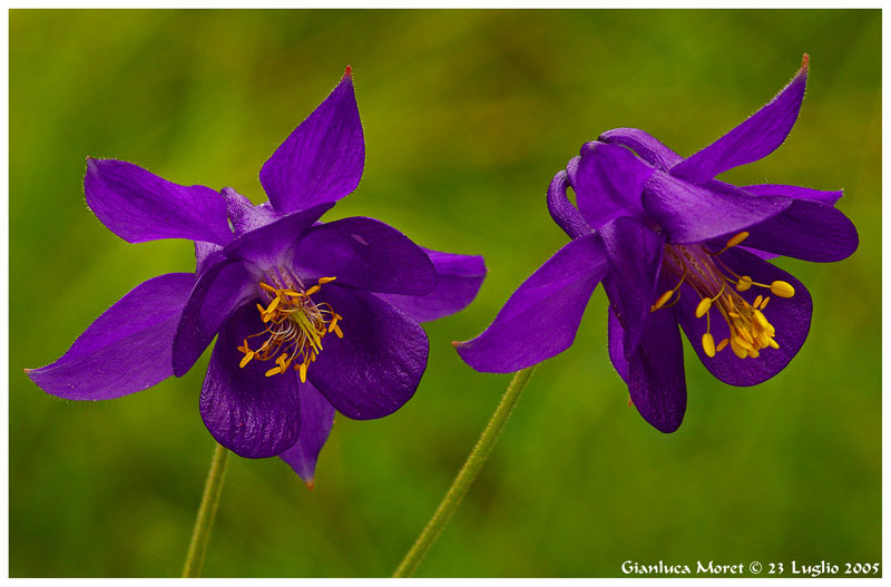 Aquilegia-e.jpg