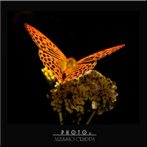 Argynnis Paphia.jpg