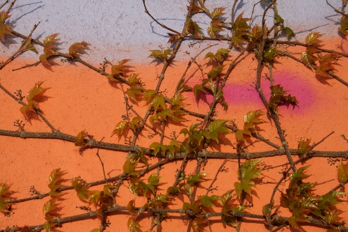 arrampicata incrociataa (500x333).jpg
