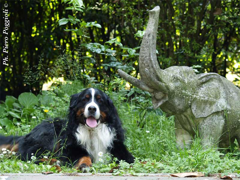 asso_elefante_sml.jpg