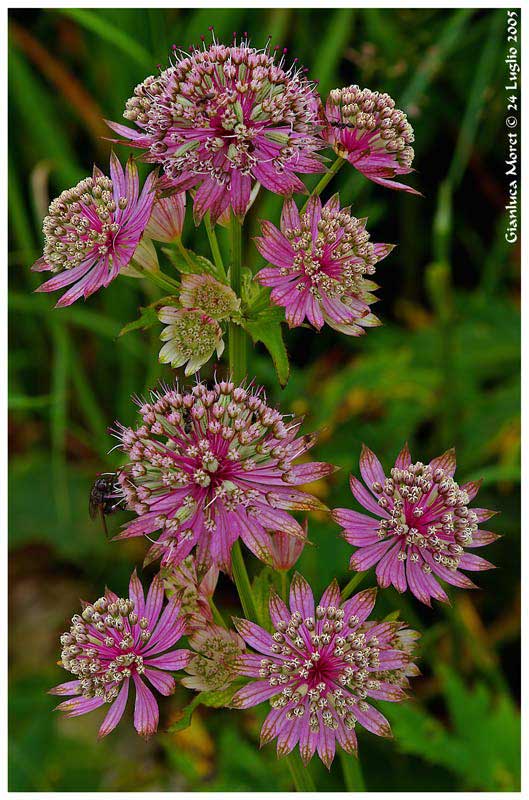 Astrantia-maior-gruppo.jpg