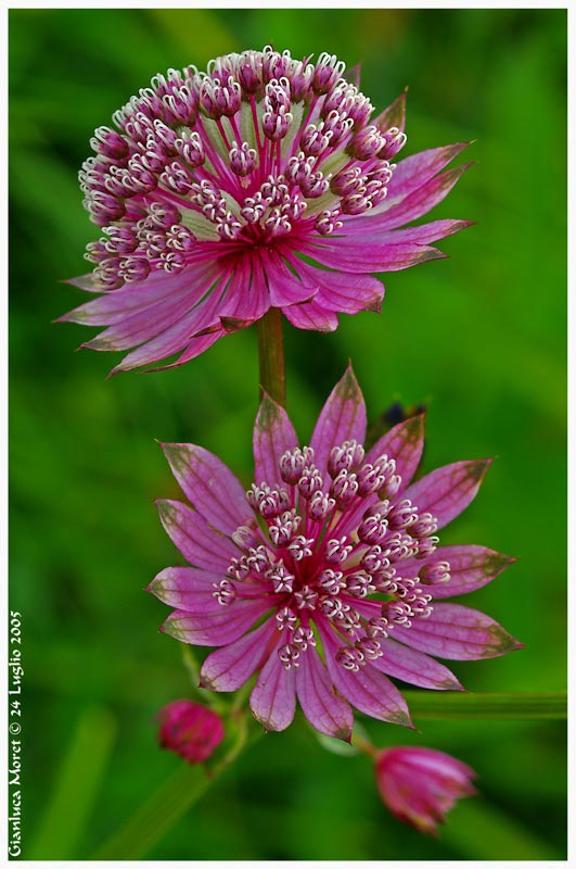 Astrantia-maior-ingr..jpg