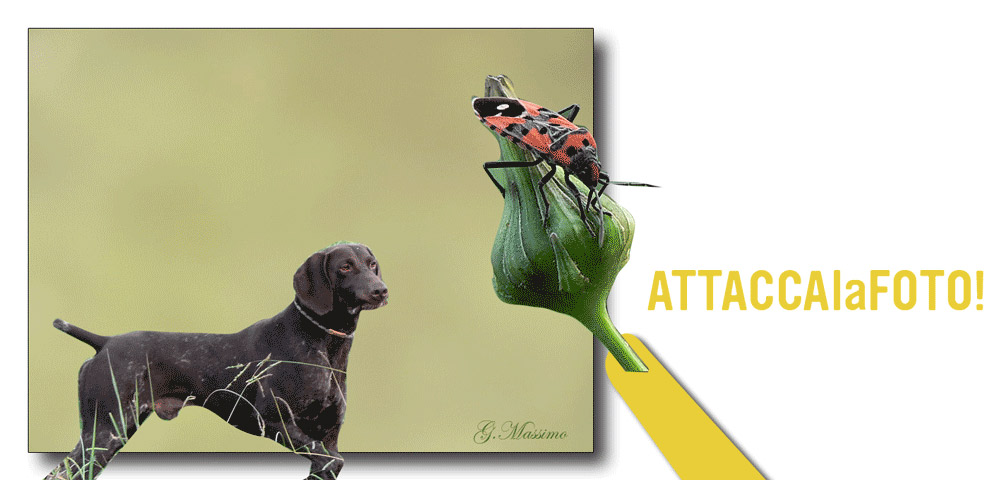 attacca-la-foto.jpg