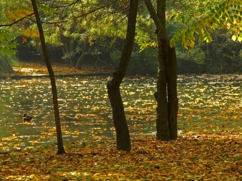 autunno12.jpg