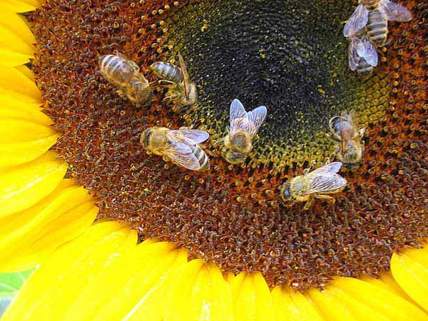 beeslittle.jpg