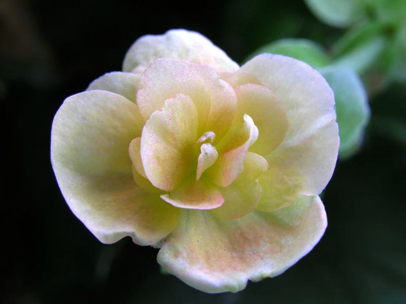 begonia.jpg